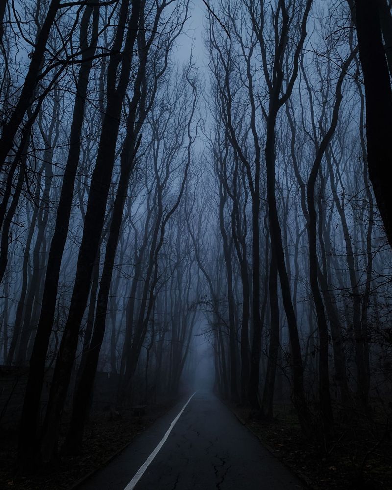 A road into a dark, misty forest